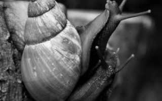 Рецепты аппетитных блюд из улиток