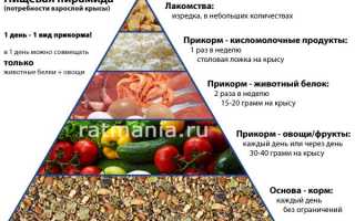 Чем кормить крыс