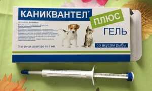 Каниквантел для кошек