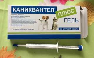 Каниквантел для кошек