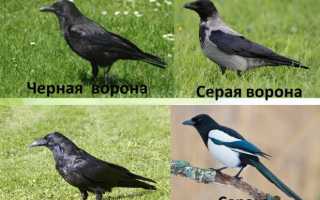 Ворон и ворона