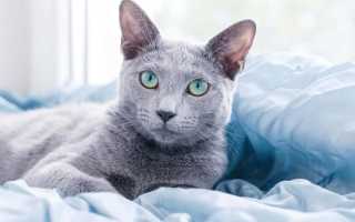 Русская голубая кошка