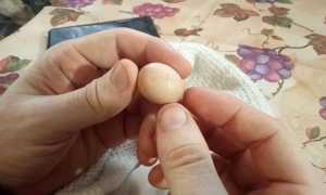 Куры несут маленькие яйца