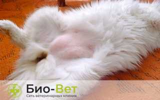 Опухоли у кошек на животе лечение