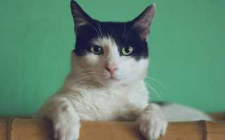 К чему снится лечить кота