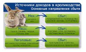 Разведение кроликов как бизнес: выгодно или нет