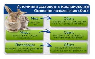 Разведение кроликов как бизнес: выгодно или нет