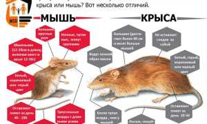 Чем отличается мышь от крысы