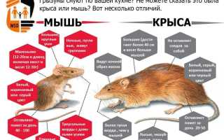 Чем отличается мышь от крысы