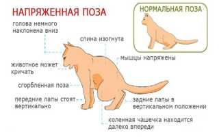 Мочекаменная болезнь кота рецидив