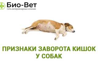 По каким причинам у собаки может быть заворот кишок и как лечится это заболевание: советы ветеринаров