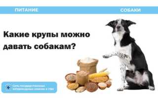 Какие крупы принесут пользу для собаки, а какие лучше не добавлять в рацион животного? Узнайте важные рекомендации.