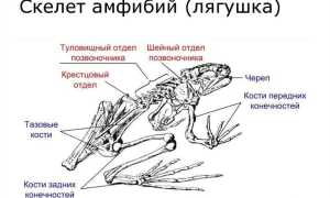 Земноводные