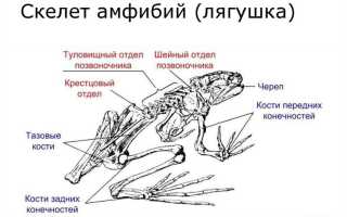 Земноводные