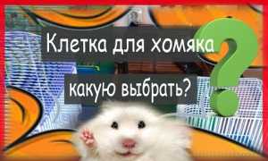 10 лучших клеток для хомяков
