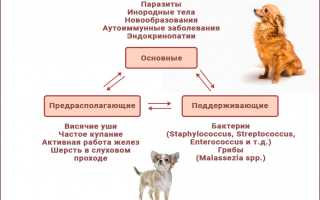 Что такое отит и по каким причинам он возникает у собак? Узнайте больше о заболевании