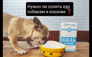 Солить или не солить? Все за и против добавления соли в еду собакам и их здоровье