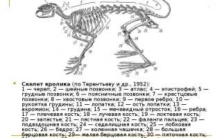 Скелет кролика