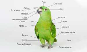 Строение и анатомия попугаев