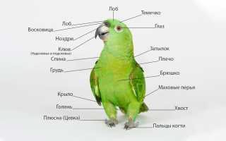 Строение и анатомия попугаев