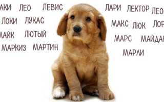 Правила выбора клички для собаки мелкой породы: советы и рекомендации