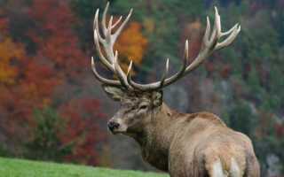 Олень – рогатый житель леса