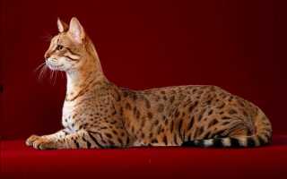 ТОП-20 самых дорогих кошек в мире