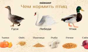 Чем кормить гусей зимой и летом