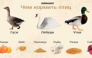 Чем кормить гусей зимой и летом