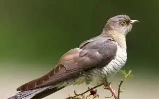 Кукушка