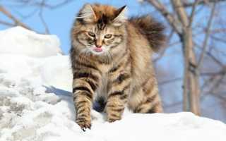 Короткохвостый курильский бобтейл