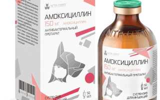 Подробный обзор антибиотика для собак Амоксициллин. Когда его можно применять, а когда не стоит? Полезная информация для владельцев.