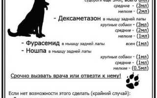 Как оказать собаке первую помощь при отравлении крысиным ядом? Полезные советы и рекомендации