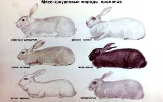 Кролик полтавское серебро