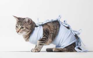 Кот после наркоза уход