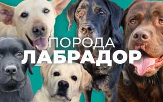 Стоит ли заводить лабрадора в квартире? Все плюсы и минусы для владельцев