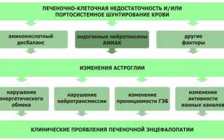 Причины печеночной энцефалопатии у собак, а также методы лечения заболевания и их последствия