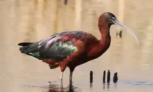 Каравайка