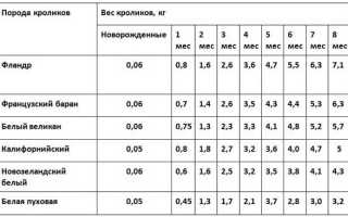 Сколько растет кролик от рождения до забоя