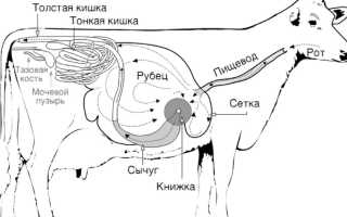Какой желудок у коровы