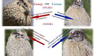 Как отличить самку от самца перепела