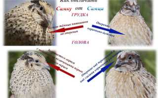 Как отличить самку от самца перепела