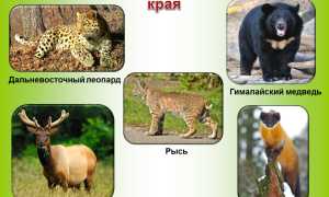 Животный мир Хабаровского края
