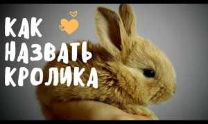 Имена для кроликов