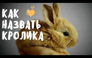 Имена для кроликов