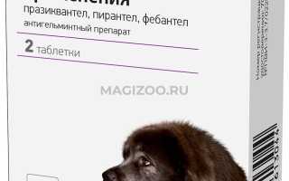 Как давать Дехинел Плюс для крупных и мелких пород собак: дозировка, советы ветеринара и рекомендации по применению