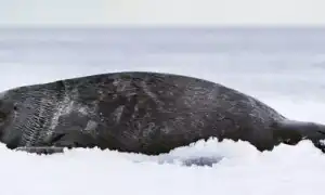 Байкальская нерпа