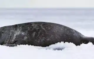 Байкальская нерпа