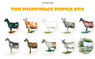 Породы коз молочного направления