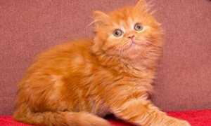 Окрасы шотландских кошек